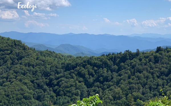 Our journey to be more sustainable